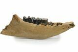 Fossil Rhino (Coelodonta) Right Mandible - Poland #295863-3